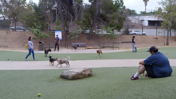 Dog Park-1