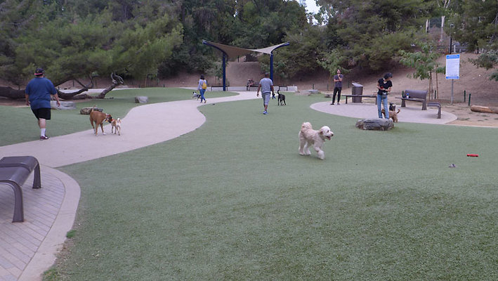 Dog Park-11